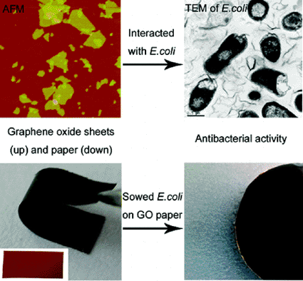 Image: Graphene oxide sheet interacting with bacteria (photo courtesy Shanghai Institute of Applied Physics).